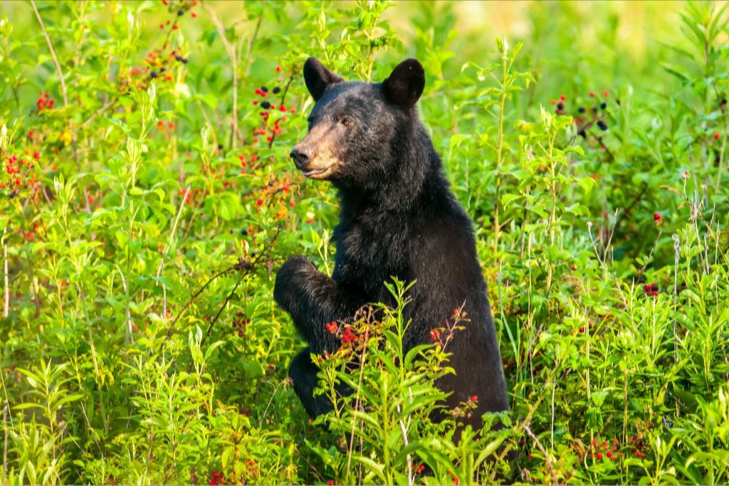 Blackbeary Jam