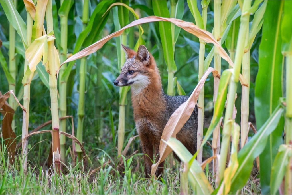 Gray Fox in Corn Field