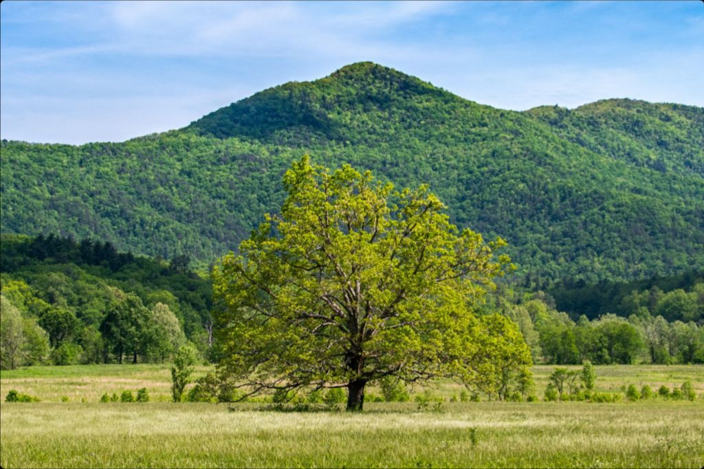 The Old Champion in Spring