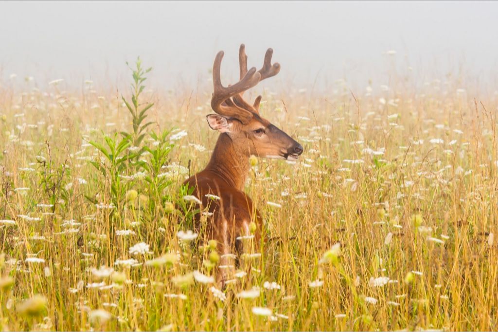 Buck in Queen Anne's Lace