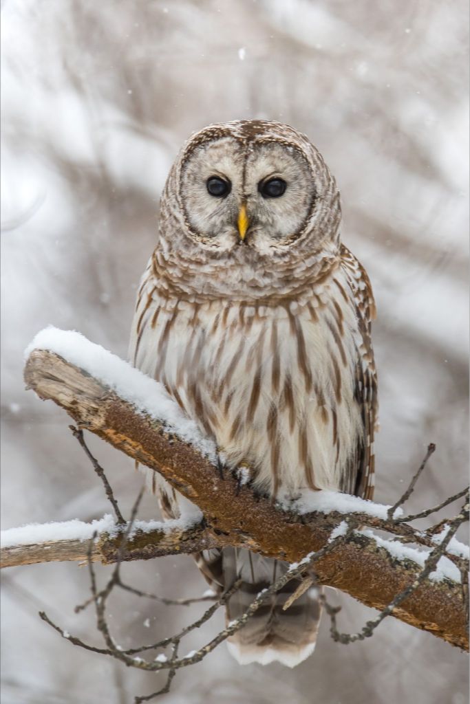 Snowy Perch