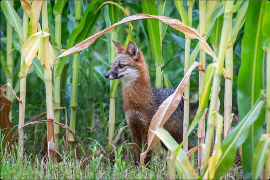 Gray Fox in Corn Field