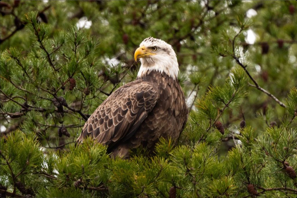 Bald Eagle in Pine