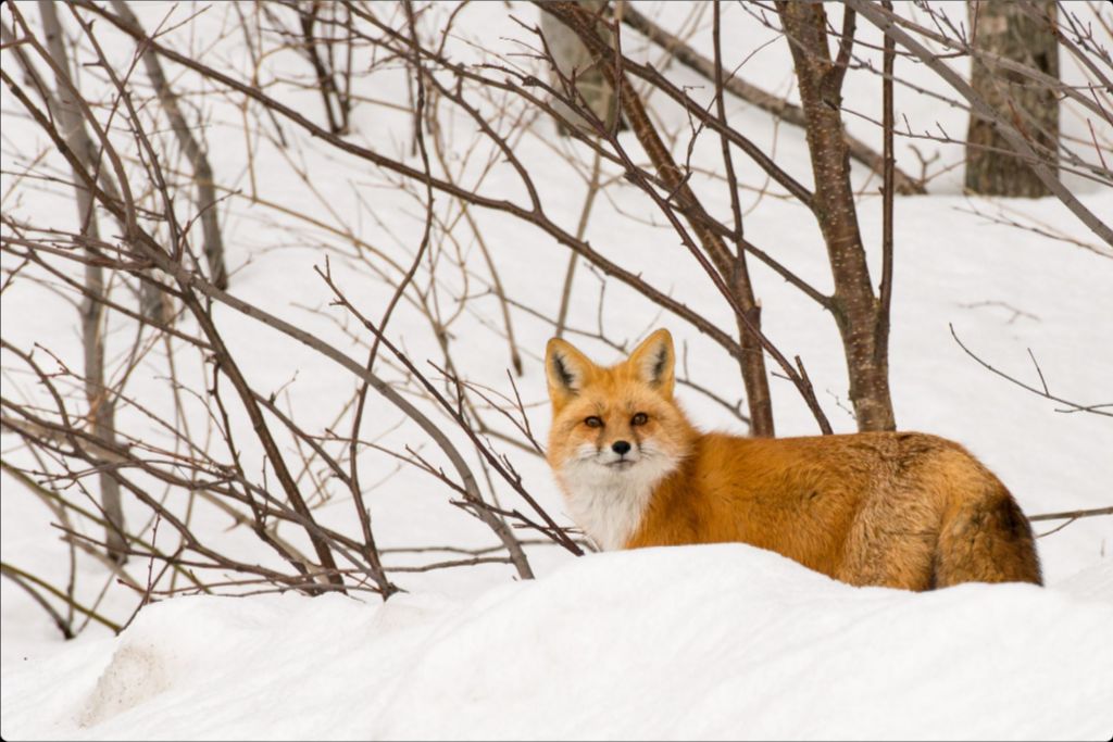 Red Fox in Snow