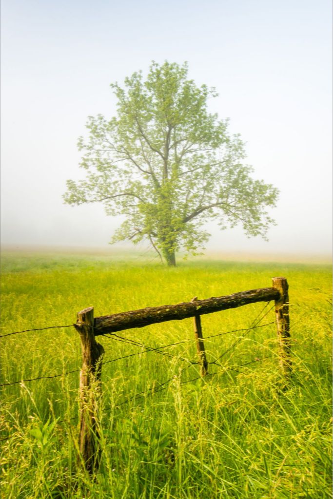 Fence Rail Tree