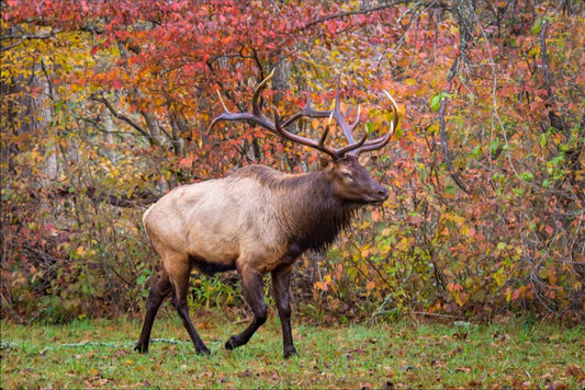 Bull Elk in Autumn