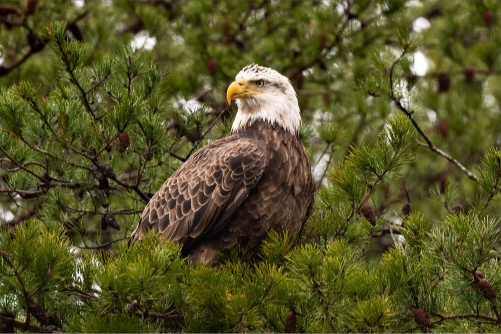 Bald Eagle in Pine