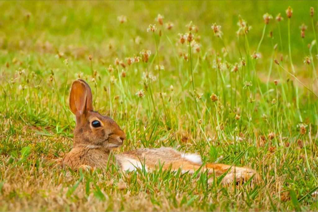 Lazy Rabbit