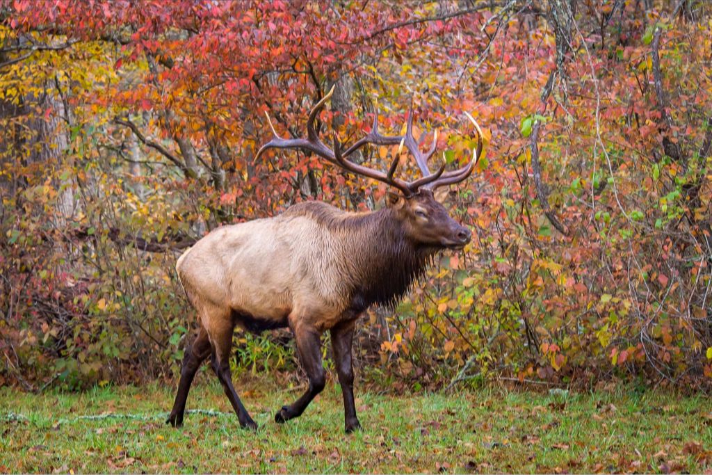 Bull Elk in Autumn