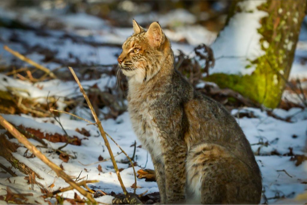 Bobcat in Winter