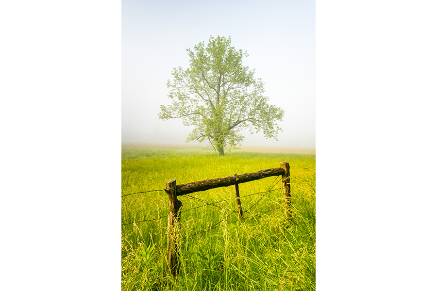 Fence Rail Tree