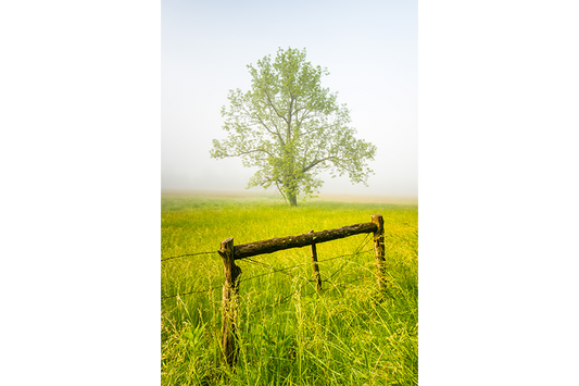 Fence Rail Tree