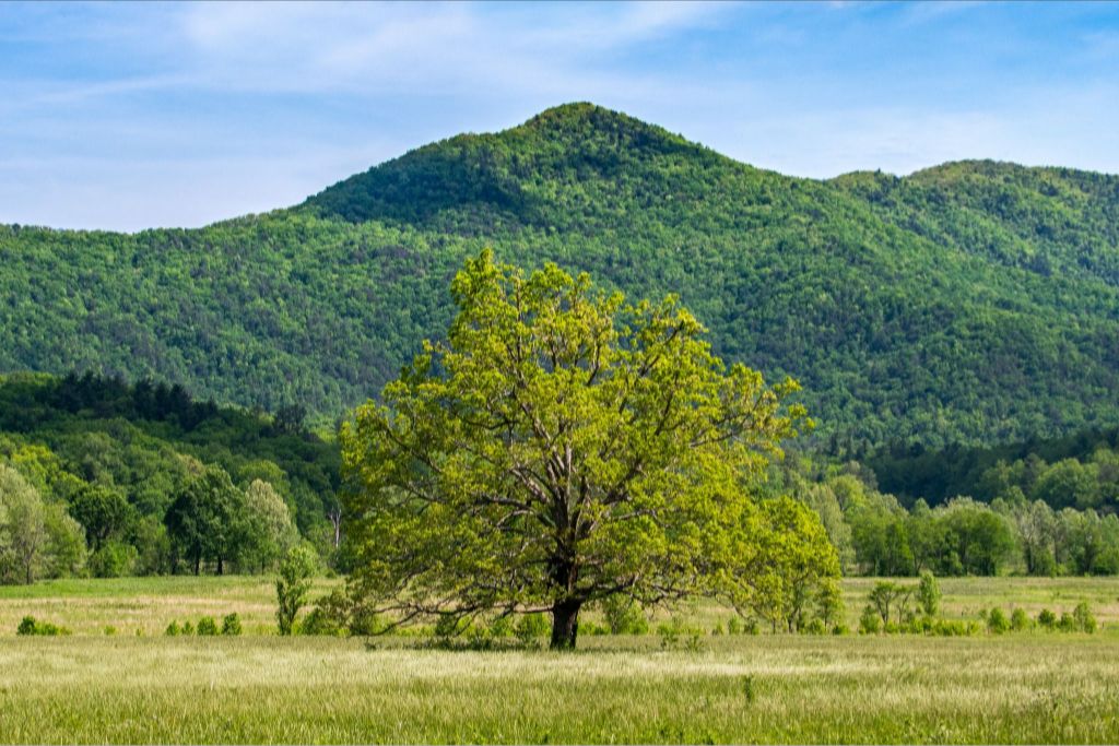 The Old Champion in Spring